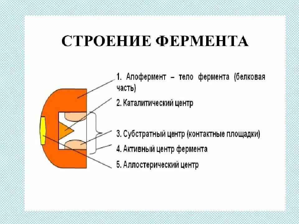 Строение сложного фермента. Строение фермента схема в биохимии. Строение простых ферментов. Строение ферментов биохимия.