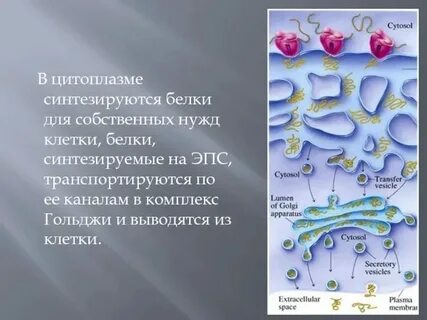 Синтез белков для клетки
