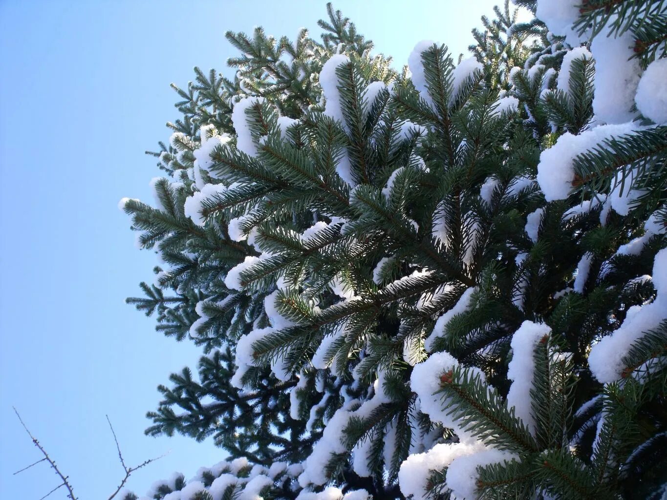 Снежная елочка