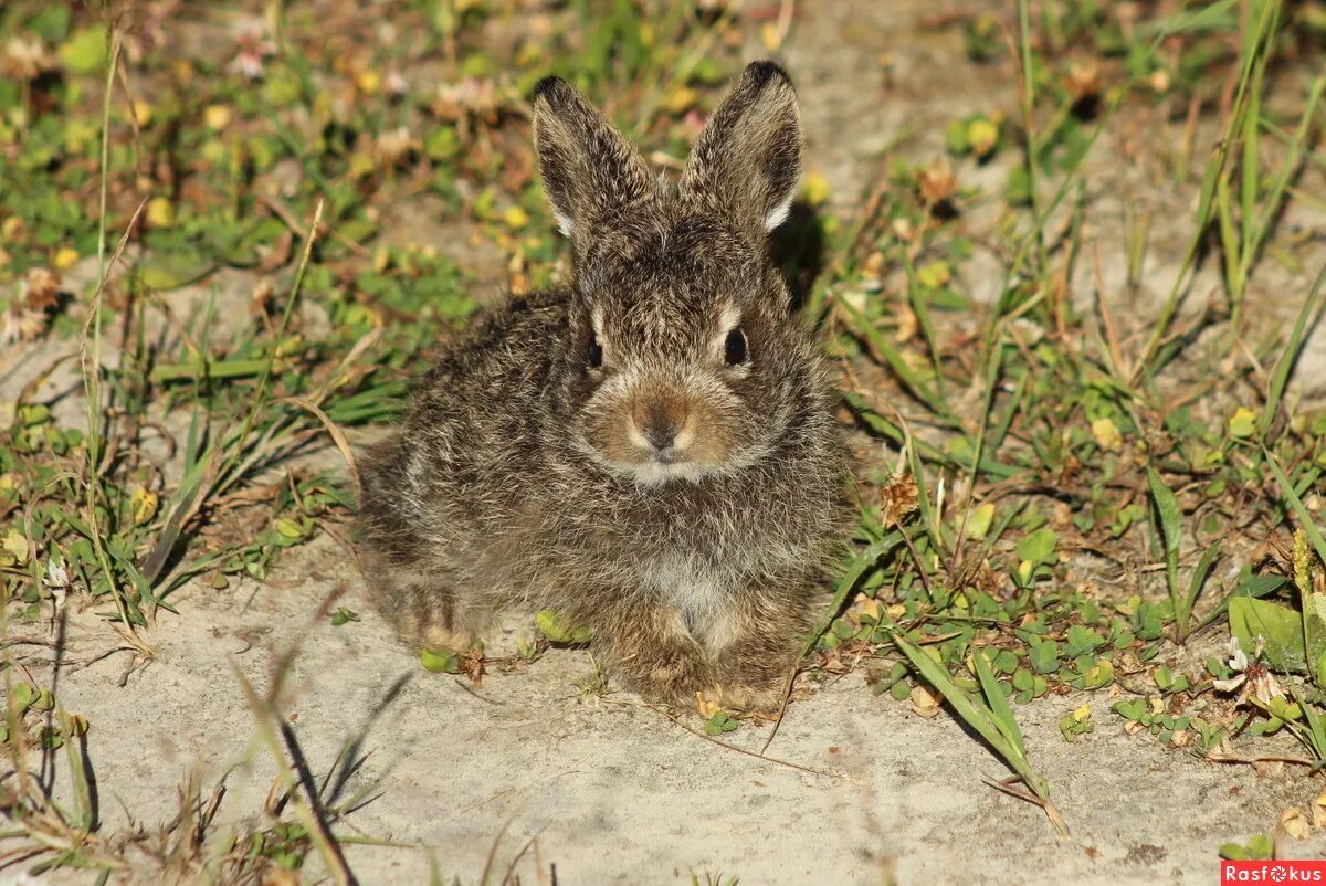 Статья о зайчиках листопадничек. Листопаднички зайчата энциклопедия. Почему зайчат называют листопадничками. Заяц листопадничек информация. Почему зайчат называют листопадничками.