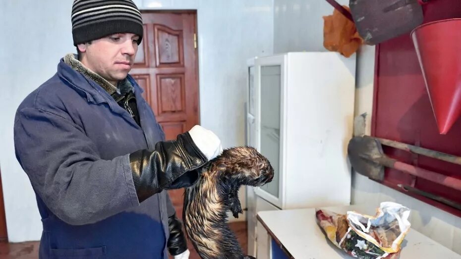 Человек который ворует животных
