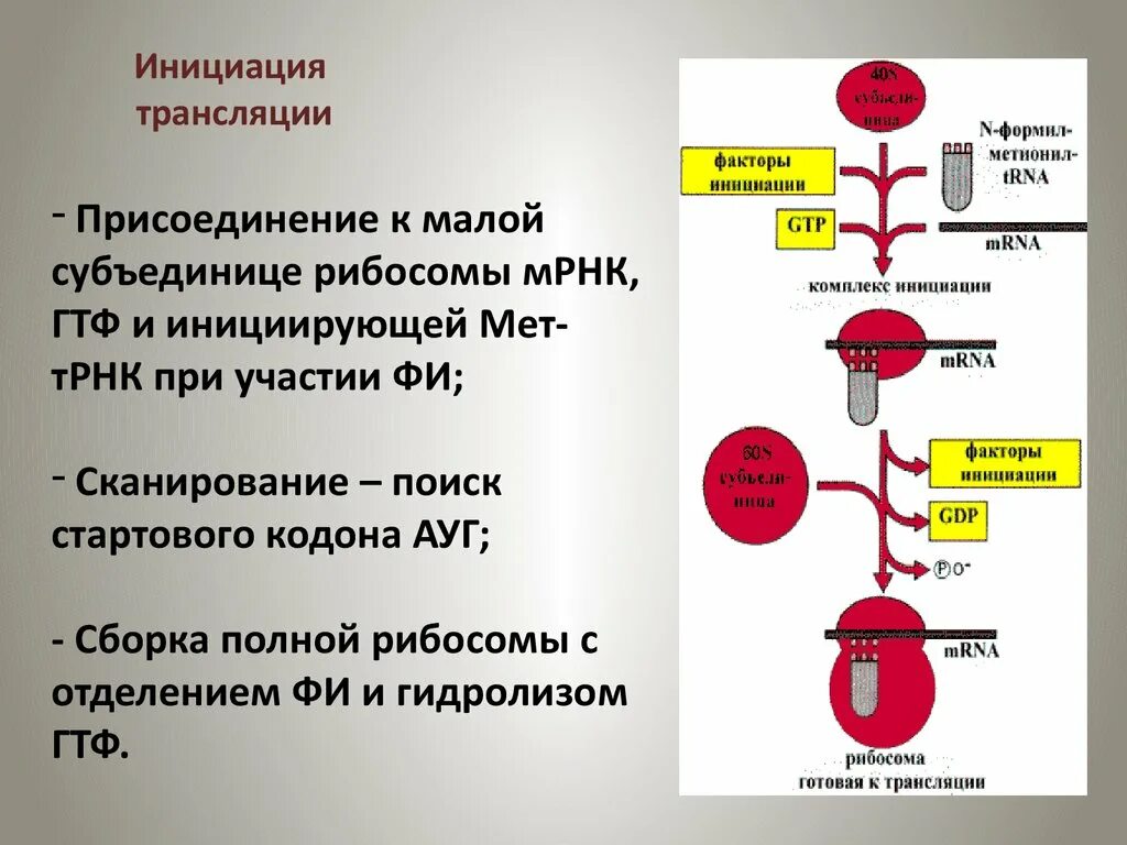 Биосинтез белка инициация трансляции. Схема этапы синтеза белка биохимия. Этапы трансляции биосинтеза белка инициация. Схема инициация трансляции биохимия.