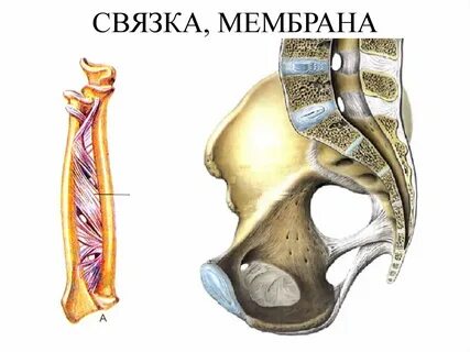 Связка 7
