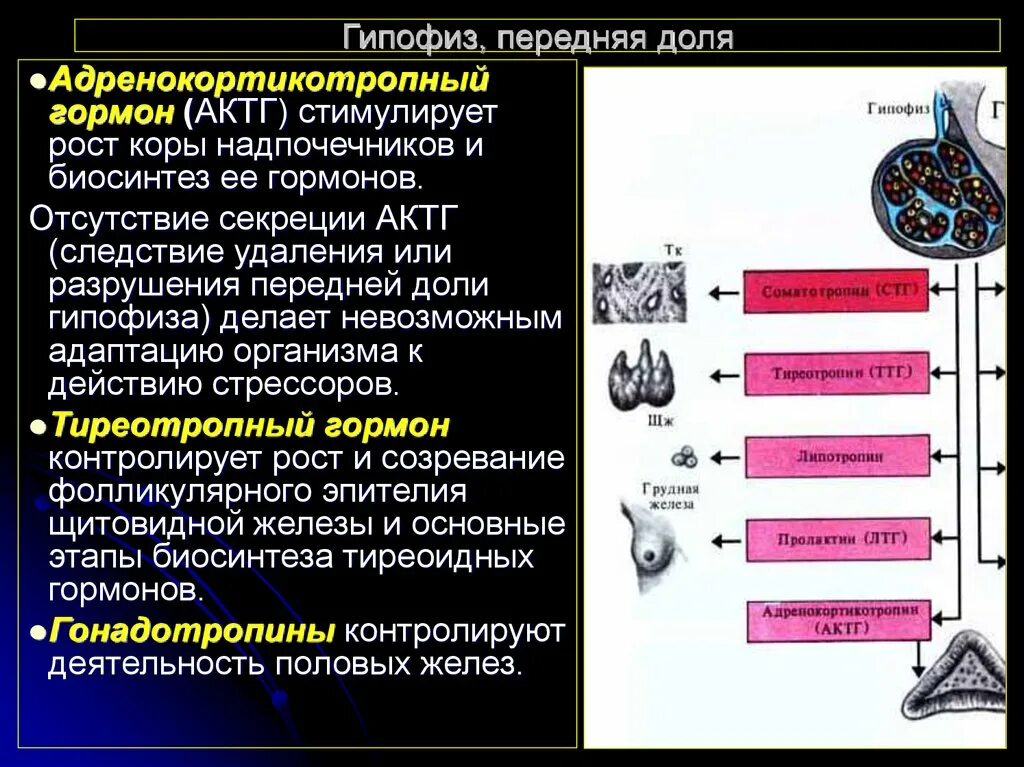 Гормоны гипофиза актг