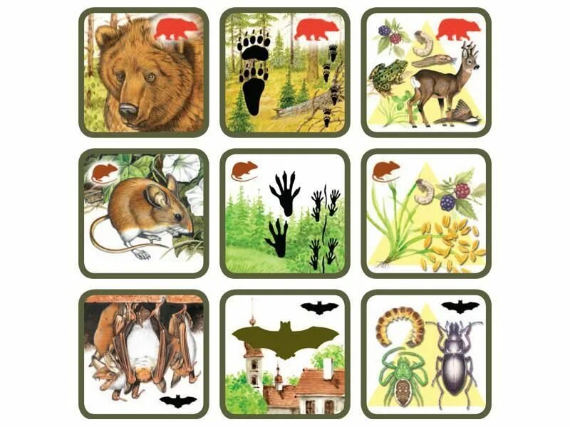 Дикие животные леса игра «кто что ест» пазл. Лесные животные карточки. Лесные животные для дошкольников. Лото Дикие животные для детей.