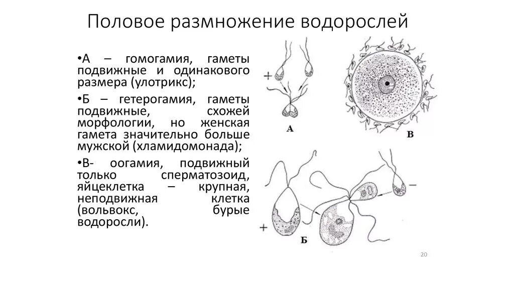 Водоросли оплодотворение. Типы полового размножения водорослей. Размножение водорослей схема. Гаметы водорослей. Фукус половое размножение.