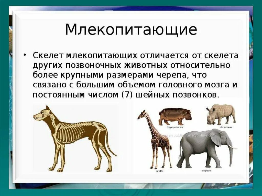 Биология 7 класс контрольная работа позвоночные животные. Млекопитающие презентация. Разнообразие млекопитающих. Сообщение о млекопитающих. Многообразие позвоночных животных.