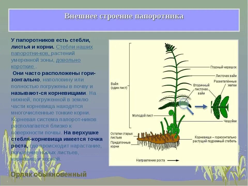 Функция корня стебля. Папоротник орляк строение. Орляк обыкновенный строение. Орляк обыкновенный корневище. Папоротник орляк корень.