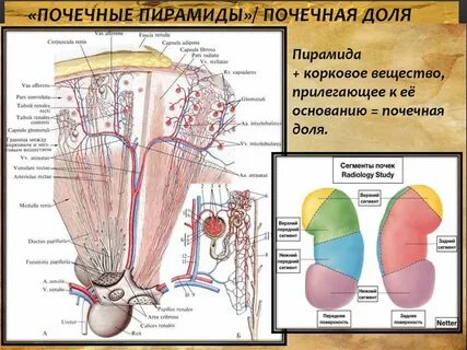 Почечные пирамиды располагаются в