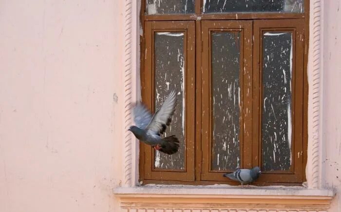 Птицы на окна. Голубь на подоконнике. Птичка на окошке. Птица на подоконнике. Голубь на окне к чему примета сидит