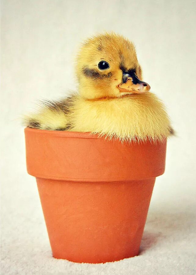 милые цыплята. милая утка. уточка живая. милые уточки. милые уточки.