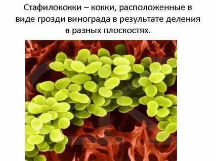 Скопления бактерий напоминающие внешне грозди винограда называются
