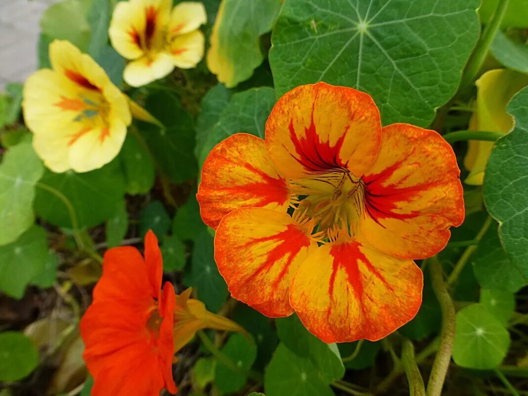 Настурция ампельная краса. Настурция тутти фрутти. Настурция девичья краса смесь. Настурция девичья краса смесь. Настурция ампельная краса.