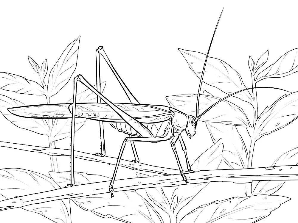 Кузнечик раскраска для детей распечатать free-grasshopper-printable-painting-pages-for-preschool Coloring pages, Insect c