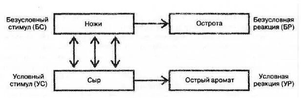 неоговоренный стимул в психологии. безусловная реакция это в психологии.