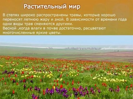 Природная зона степь растительный мир