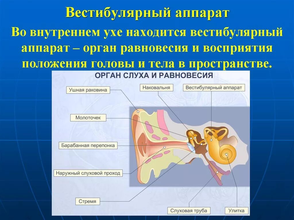 Рецепторы уха расположены
