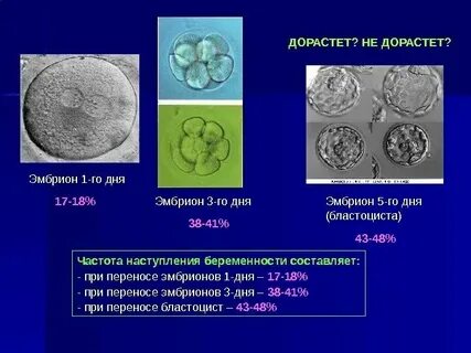 Эмбрионы после пгд форум