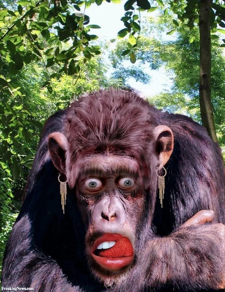 Chimp crazy