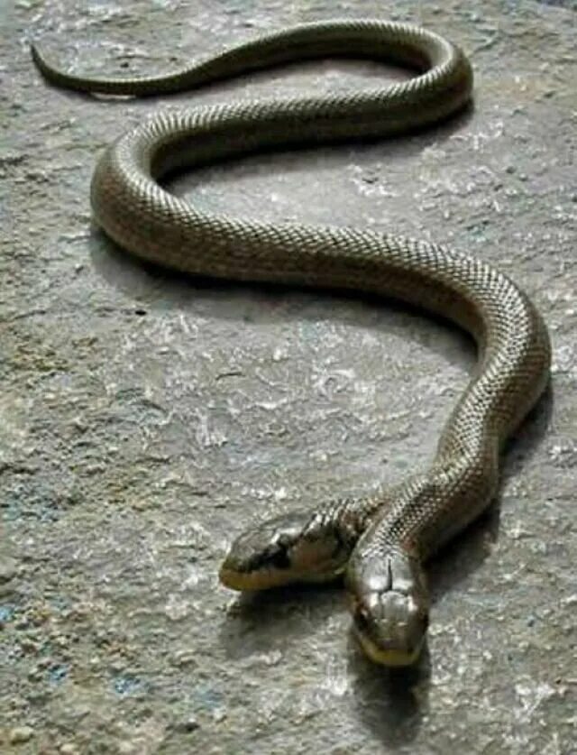 Двуглавая змея. Двухголовая змея Амфисбена. Двухголовые змеи мутация. Королевская Кобра двухголовая. Трёхголовая змея змеи.