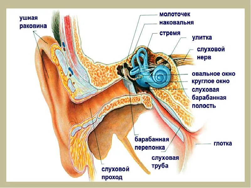 Барабанной перепонкой и внутренним ухом. Барабанная перепонка овальное окно. Слуховой аппарат строение анатомия. Ухо строение анатомия слуховой нерв. Как устроен орган слуха.