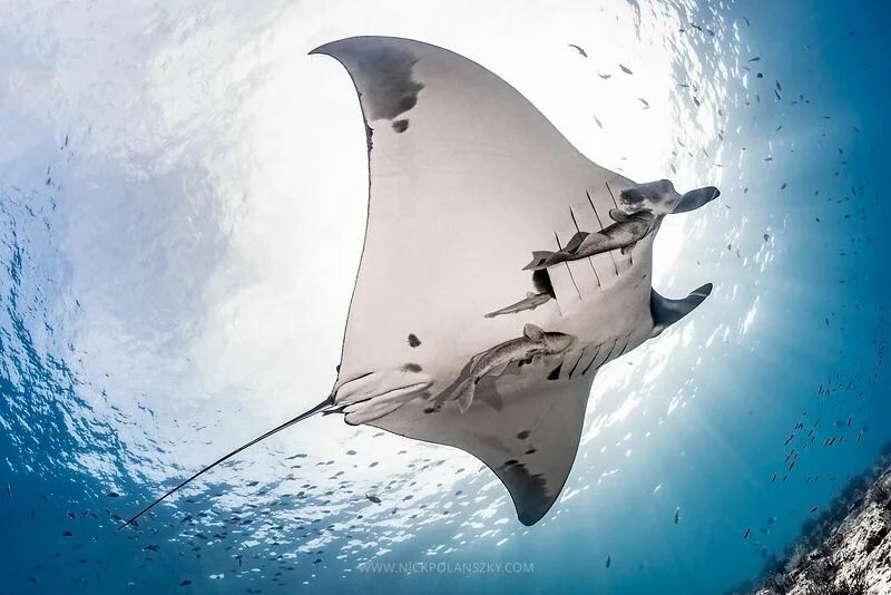 Manta pacific. Гигантский Скат Манта. Морской дьявол Скат Манта. Скат Манта альбинос.