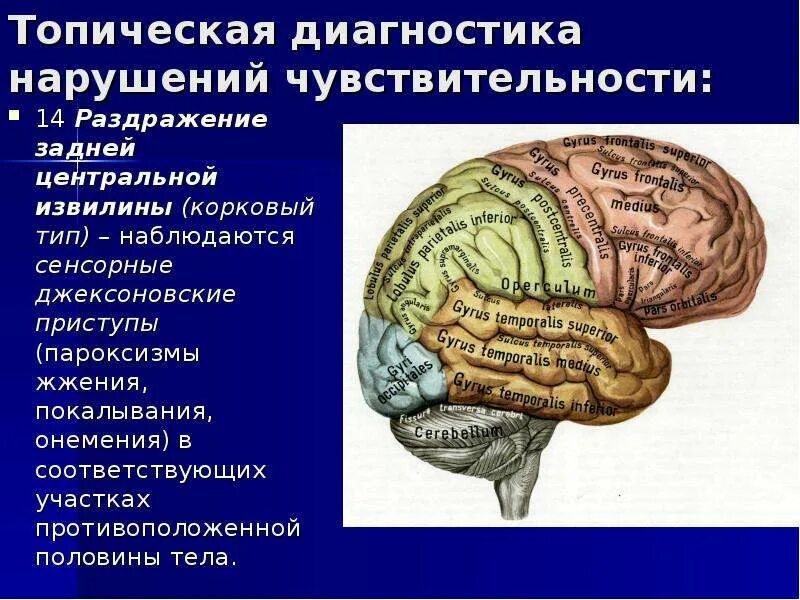 Постцентральная извилина. Передняя и задняя центральные извилины. Топическая диагностика нарушений чувствительности. Поражение задней центральной извилины. Задняя Центральная извилина это корковый центр.