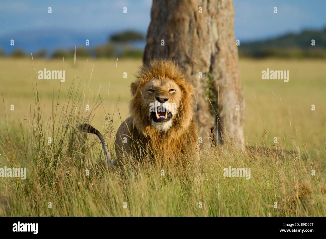 Лев 18 6. Зубы африканского льва. lion running. найти фото где лев самец передвигается по саване.