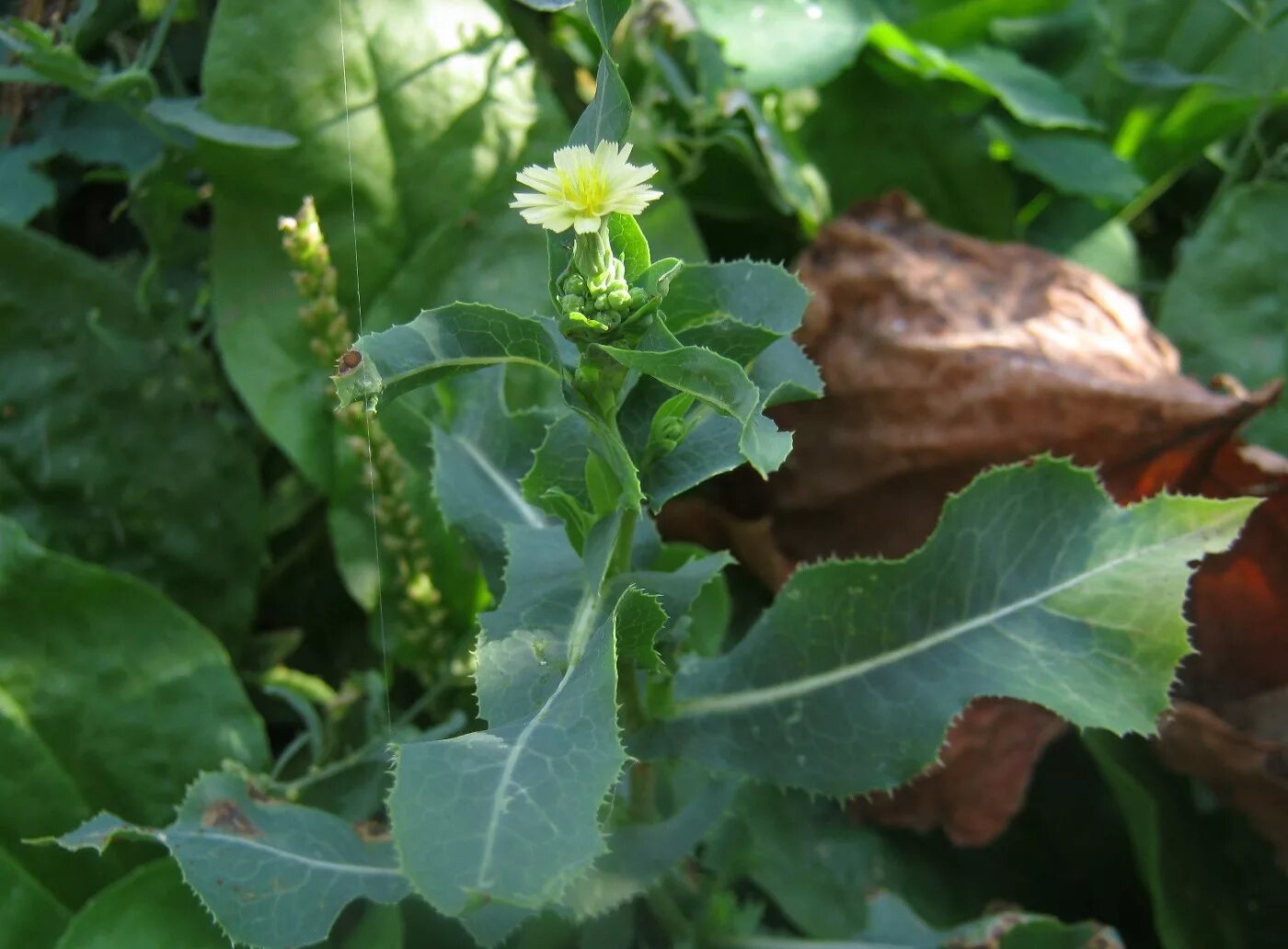 Дикие сорняки. Латук Компасный Lactuca. Латук Компасный (Lactuca serriola). Латук дикий (Lactuca virosa). Молокан (латук дикий).