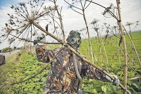 Скосил борщевик