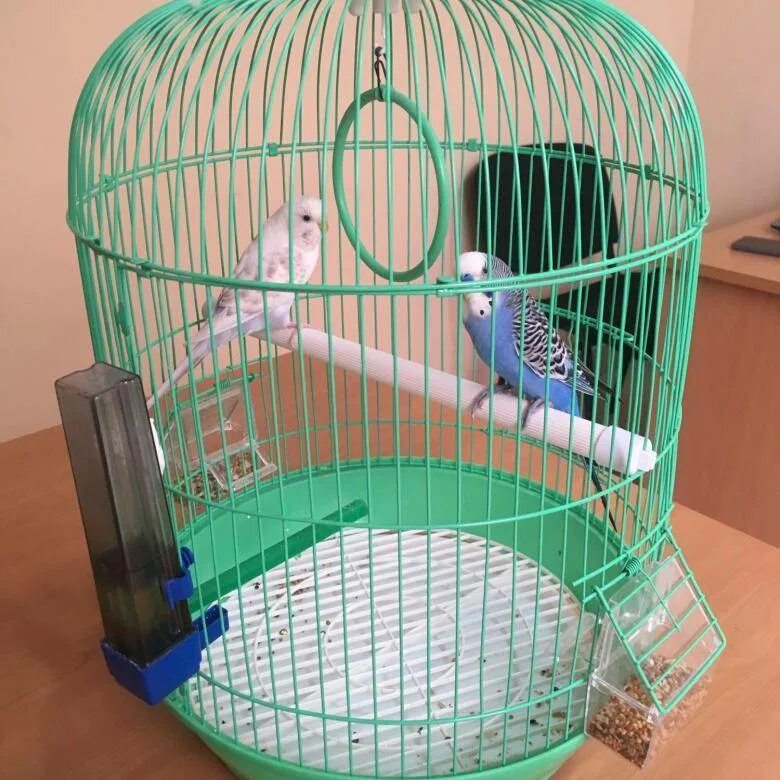 Как загнать попугая в клетку