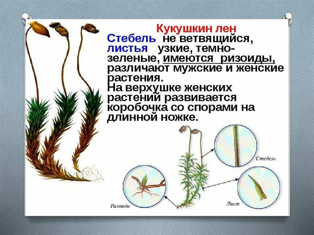 Рассмотрите изображения кукушкин лен ламинария баклажан. Кукушкин лён обыкновенный строение. Кукушкин лен отдел растений. Кукушкин лен строение коробочки. Листостебельные мхи Кукушкин лен.