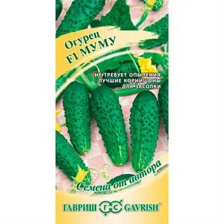 Огурцы сорт муму