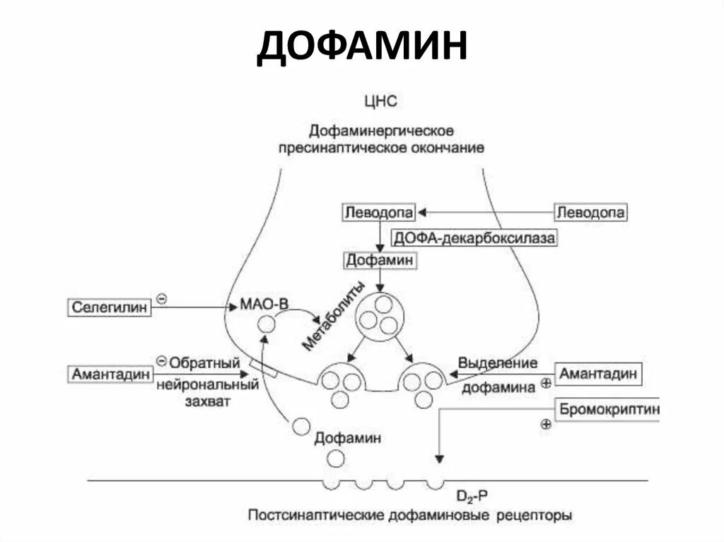 Захват дофамина. Противопаркинсонические препараты схема механизма действия. Механизм действия противопаркинсонических средств схема. Механизм действия паркинсонических препаратов. Влияние препаратов на дофаминергический синапс.