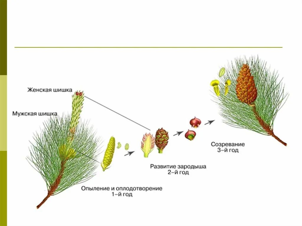 Женская шишка хвойных. Цикл размножения сосны обыкновенной. Размножение шишки сосны. Биология схема размножения сосны. Цикл хвойных голосеменных.