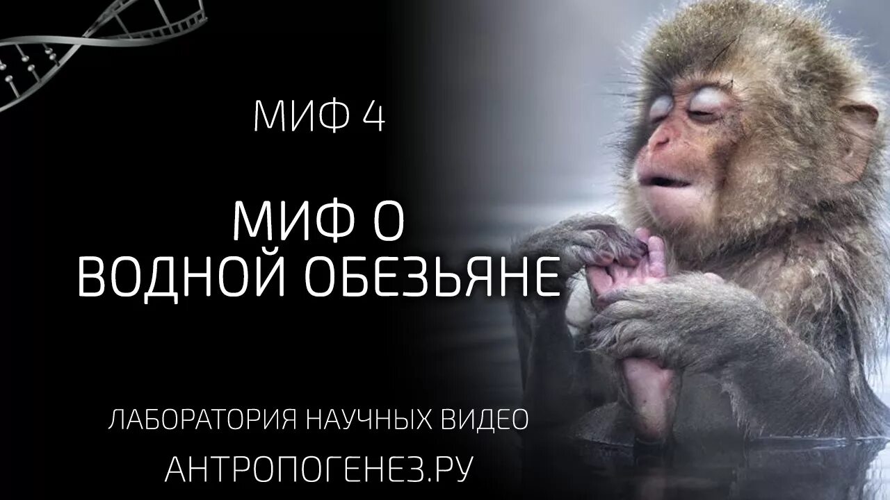 Обезьяны сила. Мифы об эволюции человека. Тарзан фильм 2020. Сон гоку король обезьян. Цифровая горилла.