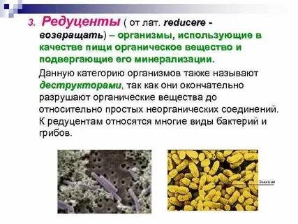 Редуценты это в экологии