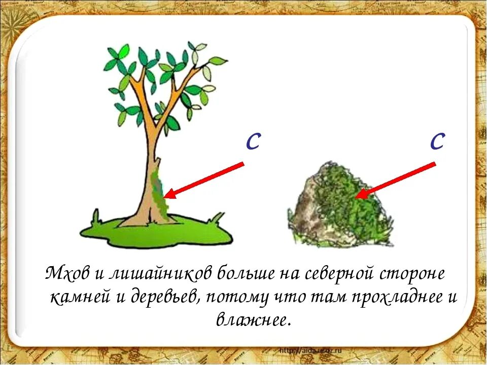 Как ориентироваться на местности 2 класс. Мхов и лишайников больше на Северной. Ориентирование на местности по мхам и лишайникам. Ориентирование по мху. Ориентирование на местности по мху.