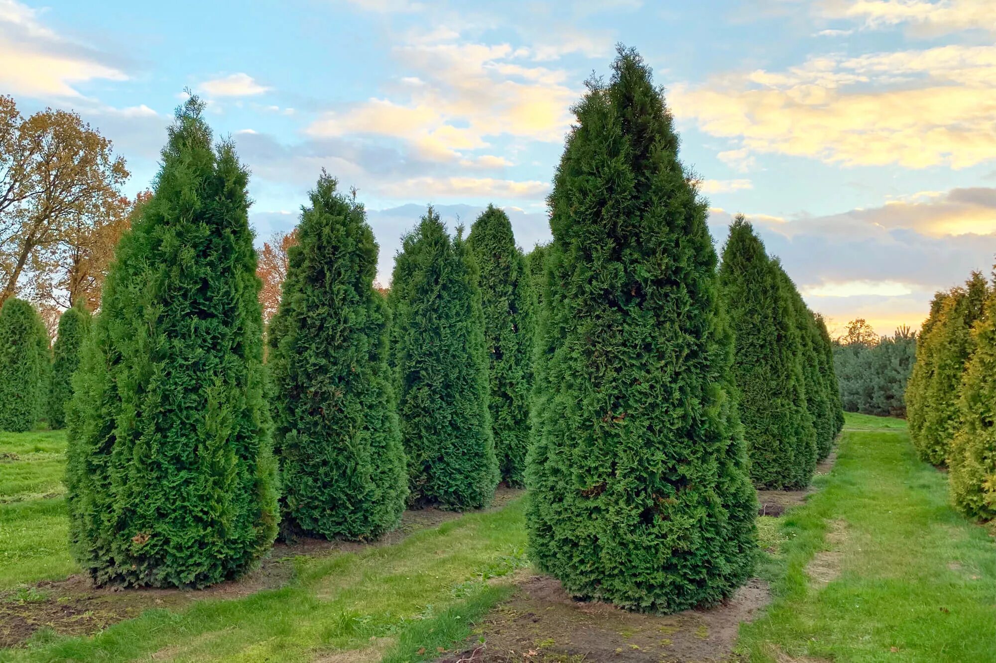 туя смарагд хвоя. туя восточная складчатая. туя западная smaragd spirale. туи москва. туя смарагд (smaragd).