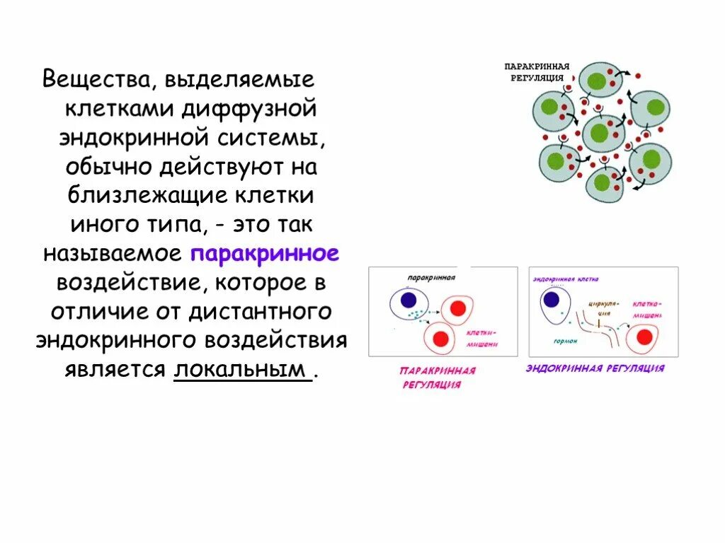 Эндокринные клетки. Клетки эндокринной системы. Представление о диффузной нейроэндокринной системе. Вещества выделяемые клеткой.