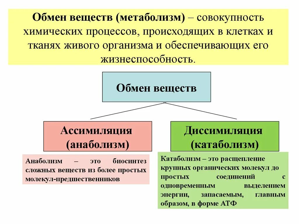 Какие вещества образуются в живых организмах. Обмен веществ в организме кратко. Что называется обменом веществ. Характеристика процесса обмена веществ кратко. Обмен веществ метаболизм.