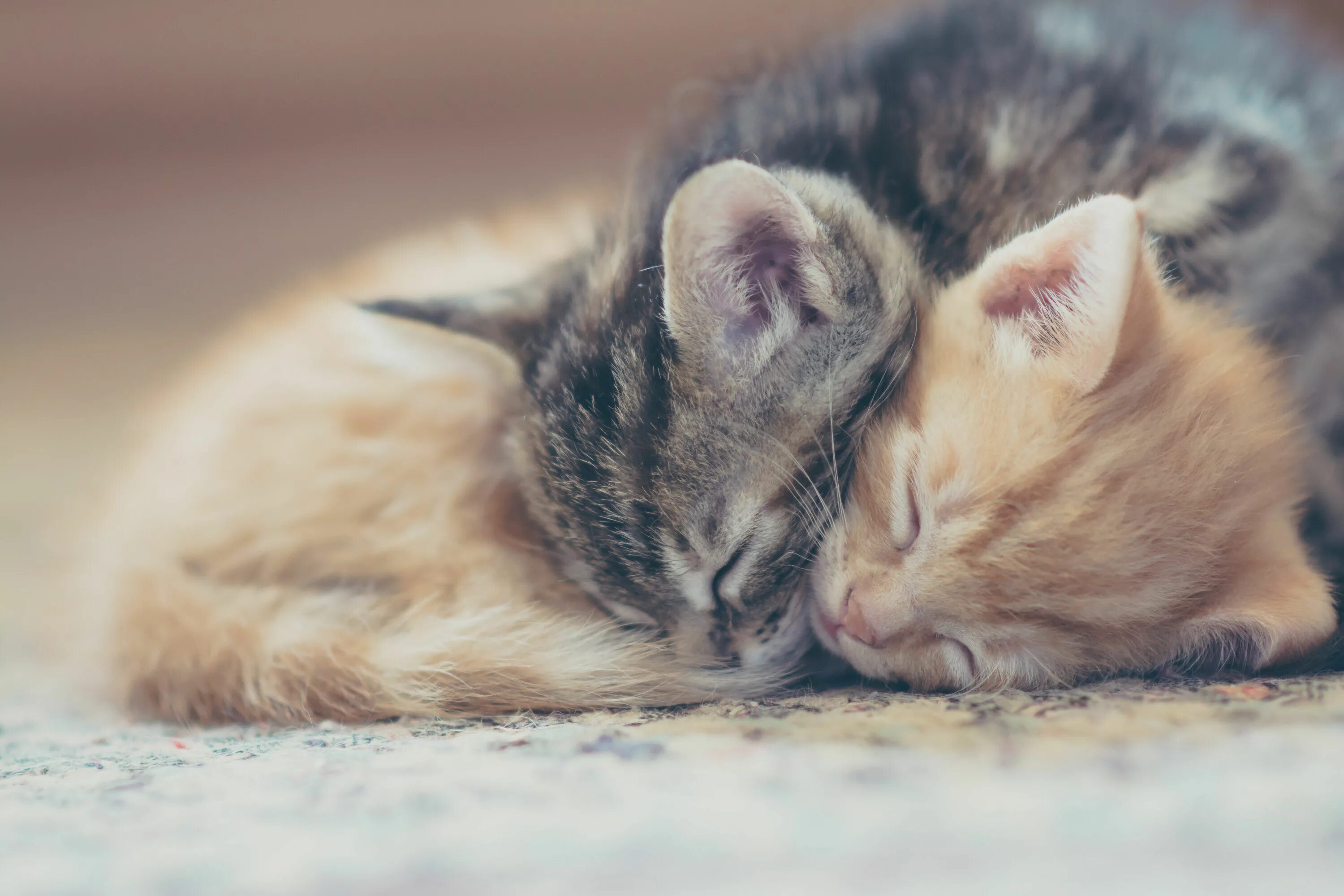 2 котика обнимаются. Котята в обнимку. котята любовь. котики обнимаются. нежные котята.