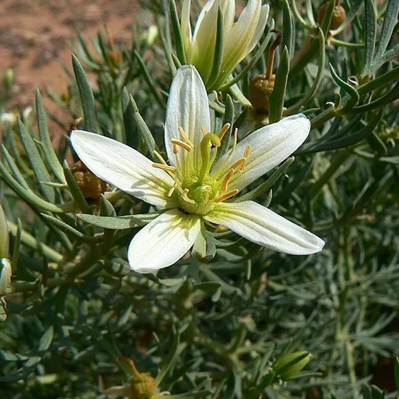 Гармала трава. Гармала могильник. Трава гармала. Гармала(исрык). Гармала щитковидная.