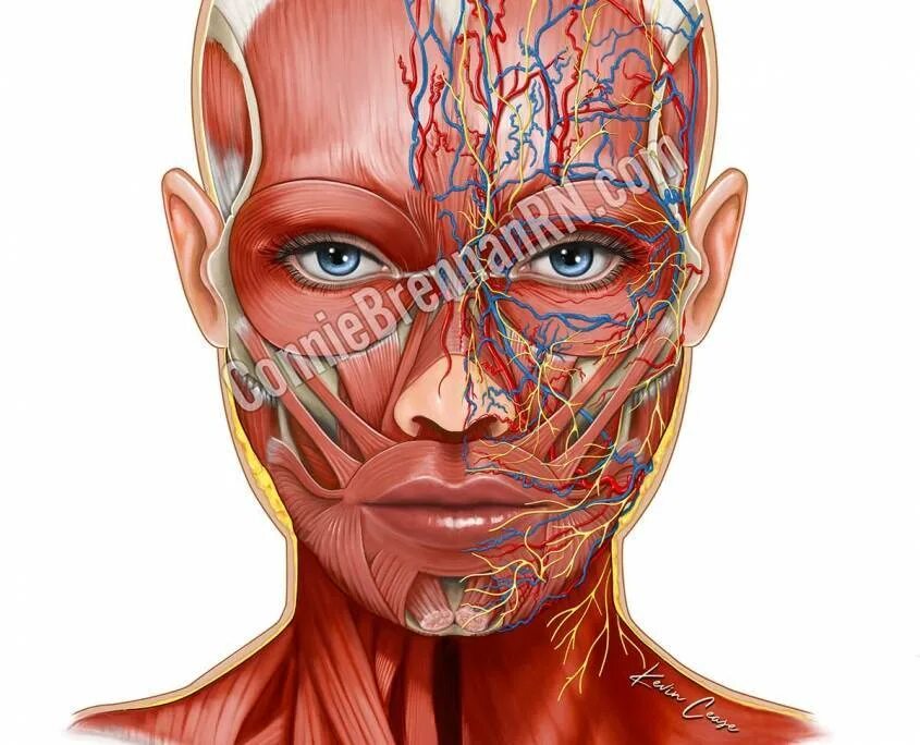 Косметология мышцы. Анатомия лица человека сосуды и нервы. Анатомия лица мышцы нервы сосуды. Мышцы лица анатомия для косметологов. Сосуды лица анатомия для косметологов.