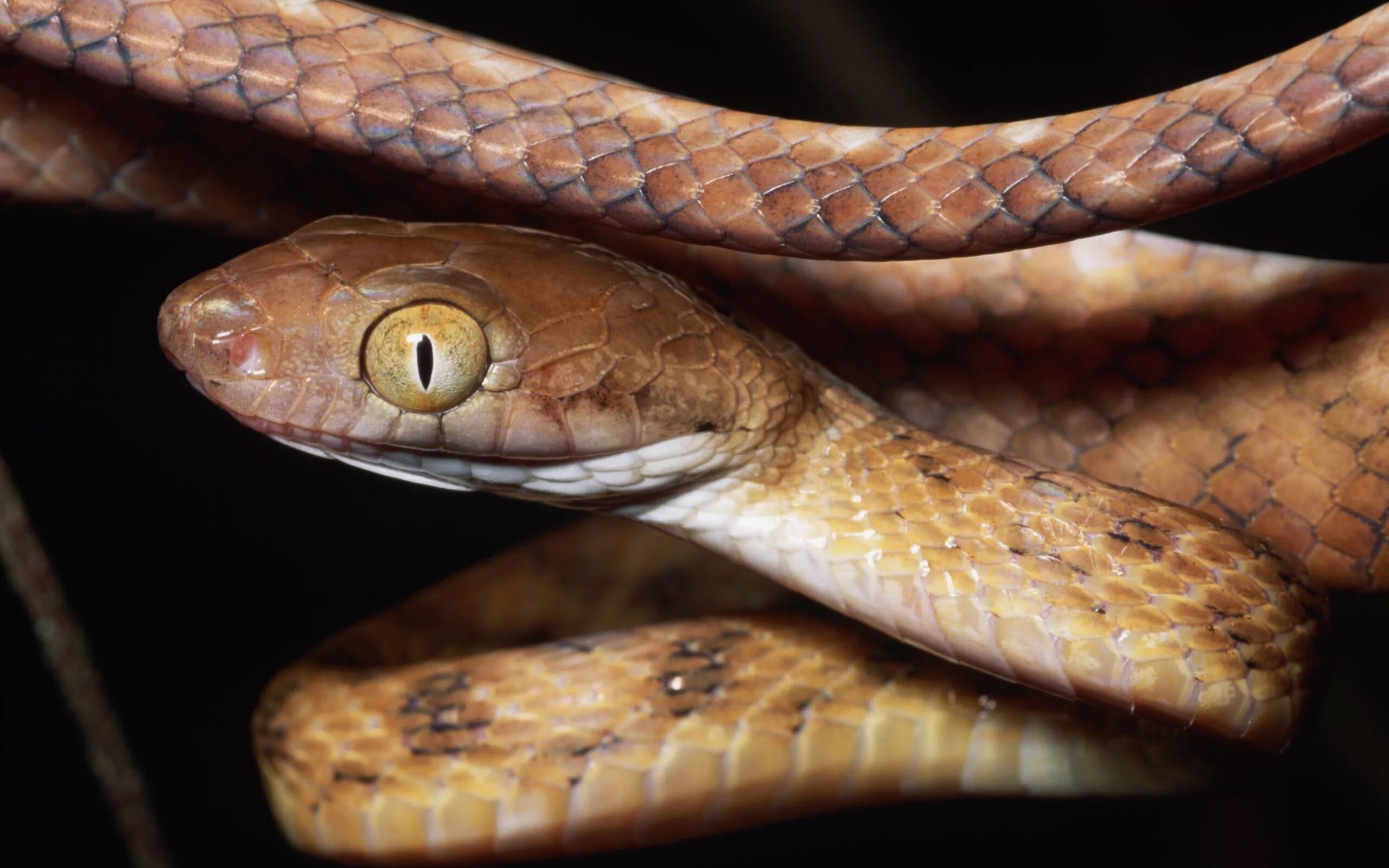 Snakes are dangerous. Большеглазый полоз. Бойга бурая. Boiga guangxiensis. Уж гадюка ,Кобра, питон.