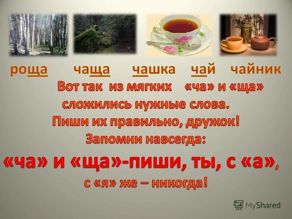 Определение слова чаща. Описание леса. Лесная чаща текст. Определение слова чаща. Труднопроходимый хвойный лес.