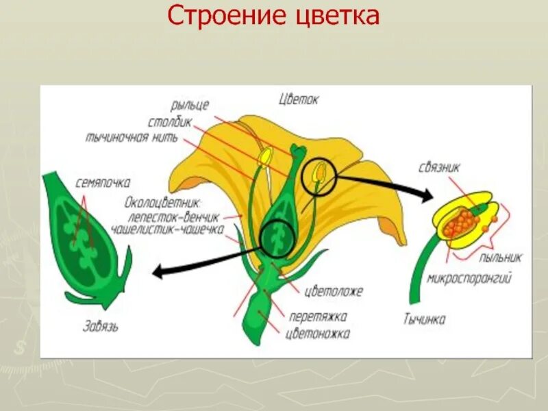 Строение цветка. Внутреннее строение цветка. Репродуктивные части цветка это. Типы строения цветка. Строение женского цветка.
