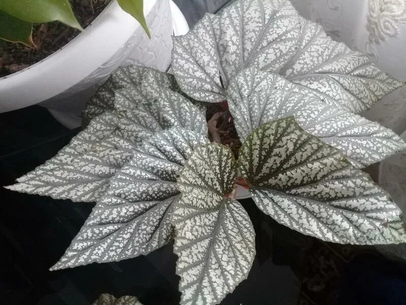 Бегония королевская крупнолистная. Бегония debaoensis. Бегония королевская серебристая. Бегония сильвер мист. Бегония белые листья.