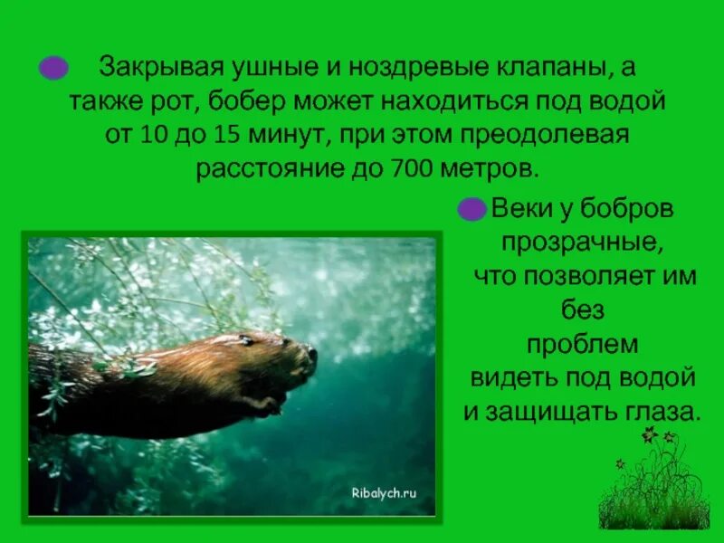 Бобры доклад. Сообщение о бобрах. Презентация про Бобров. Доклад о бобрах. Доклад про Бобров.