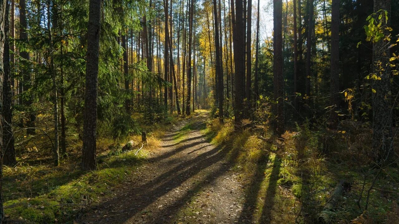 смешанные леса брянской области. какие леса брянске. еловый лес брянск. какие леса брянске. лес брянский лес г.